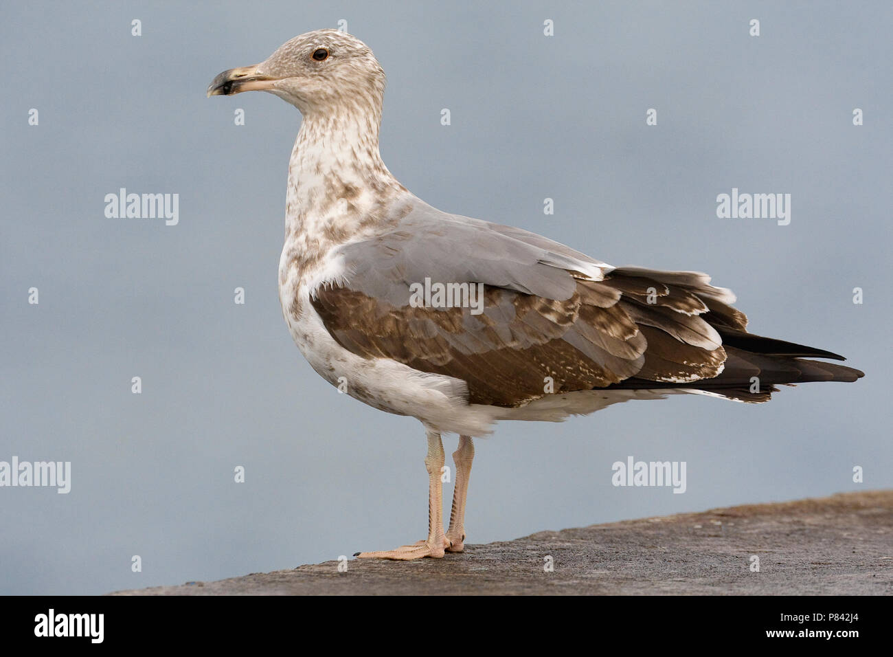 Gabbiano reale atlantico; Azzorre giallo-gambe; Gabbiano Larus micha Foto Stock