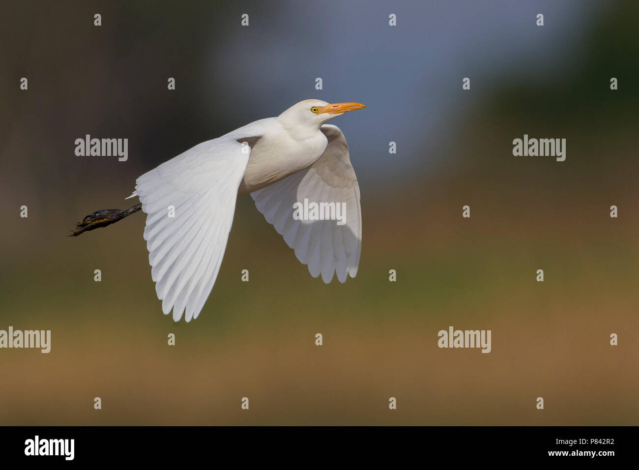 Airone guardabuoi; airone guardabuoi; Bubulcus ibis Foto Stock