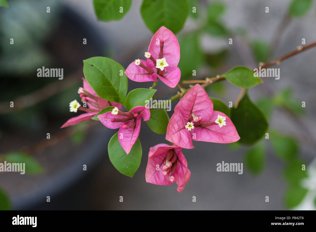 Brasiliano di piante ornamentali buganvillee con fiori rosa e bianchi con centro giallo. Lo sfondo sfocato in colore verde. Foto Stock