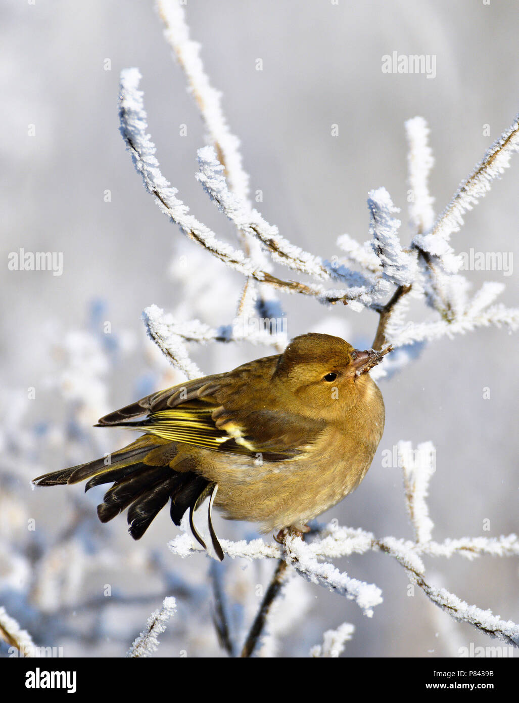 Vrouwtje Vink in de winter; femmina fringuello comune in inverno Foto Stock