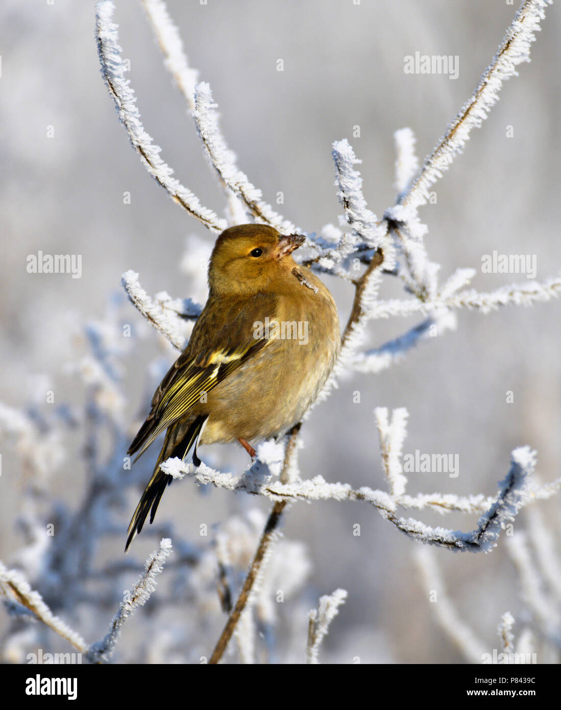 Vrouwtje Vink in de winter; femmina fringuello comune in inverno Foto Stock