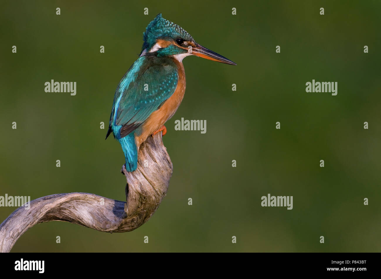 Common Kingfisher (Alcedo atthis) Foto Stock