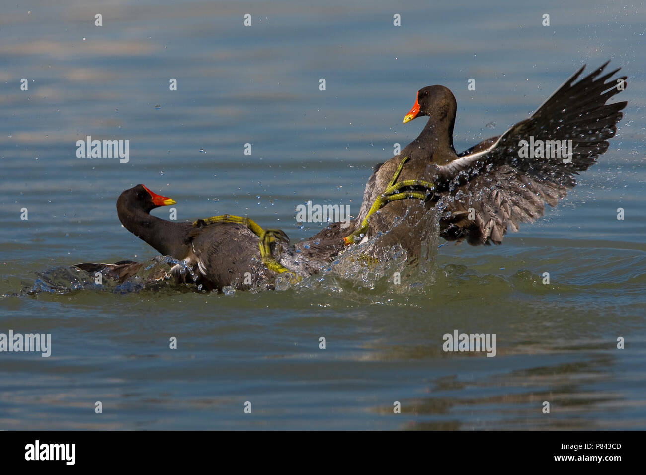 Gallinella d'acqua; Comune; Moorhen Gallinula chloropus Foto Stock