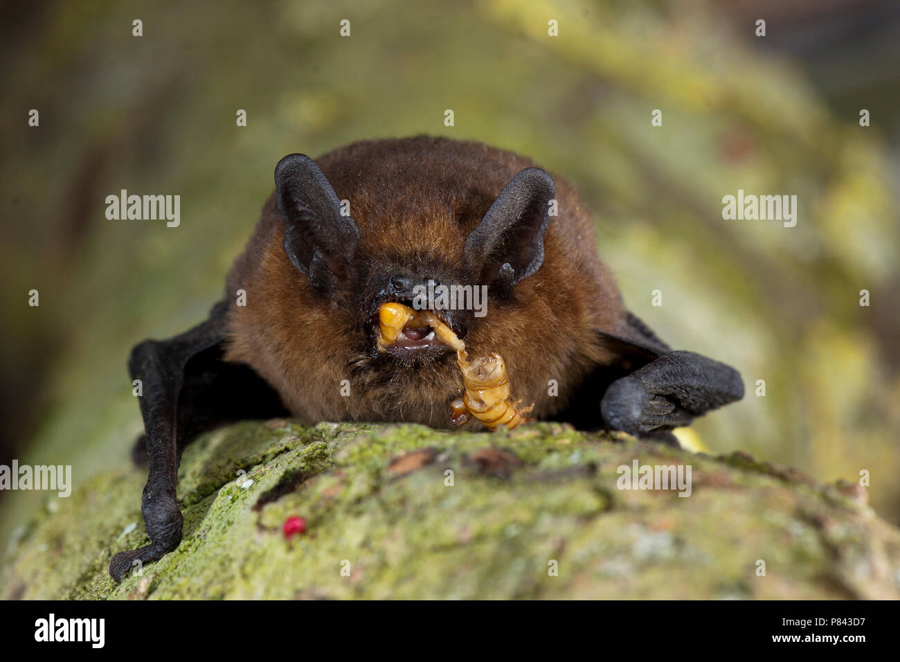 Gewone dwergvleermuis incontrato prooi, pipistrelle comune con la preda Foto Stock