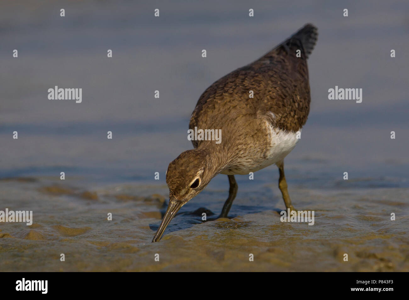 Piro piro piccolo; Comune Sandpiper; Actitis hypoleucos Foto Stock