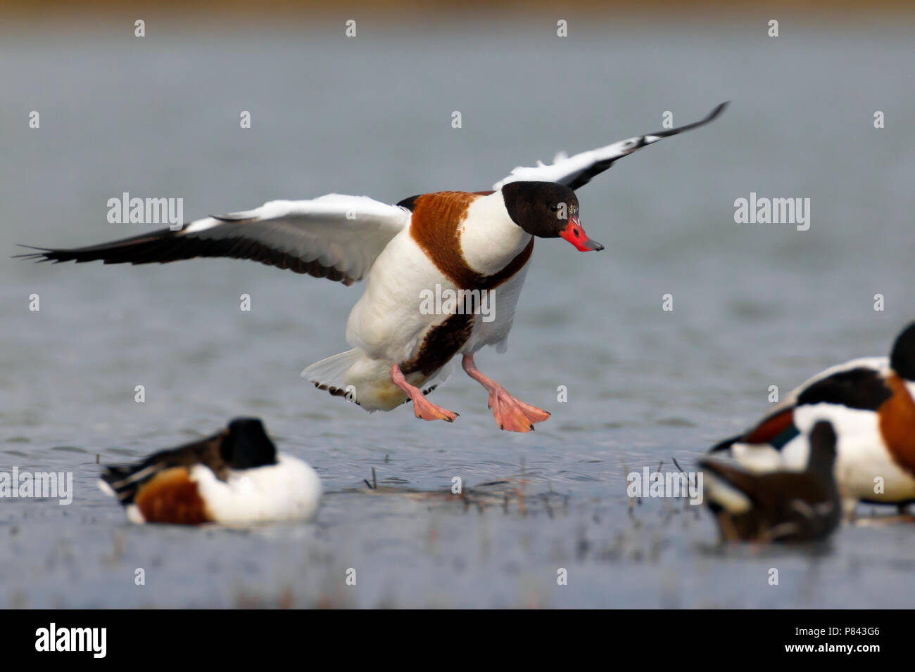 Volpoca;; Shelduck Tadorna tadorna Foto Stock