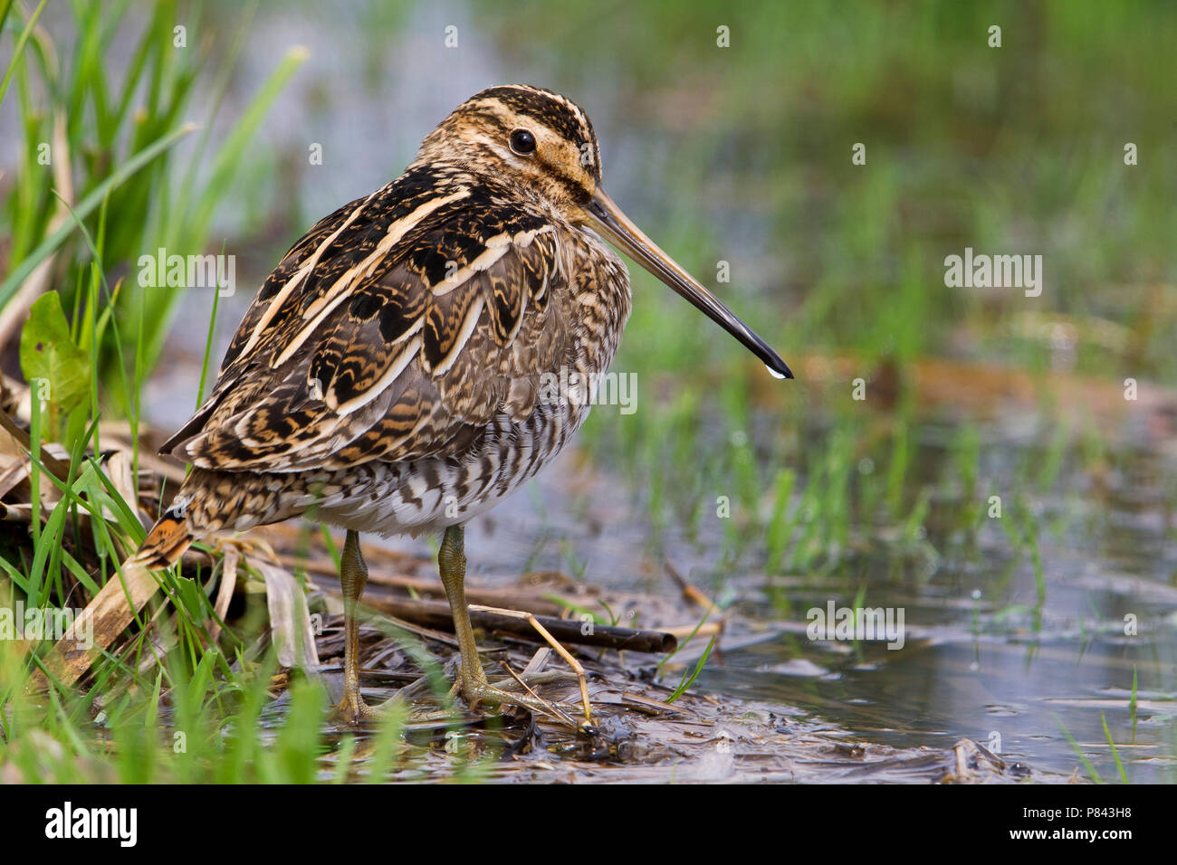 Beccaccino; Beccaccino; Gallinago gallinago Foto Stock