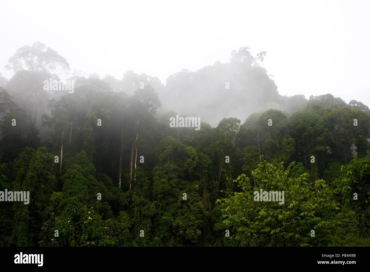 Danum Valley Borneo Foto Stock