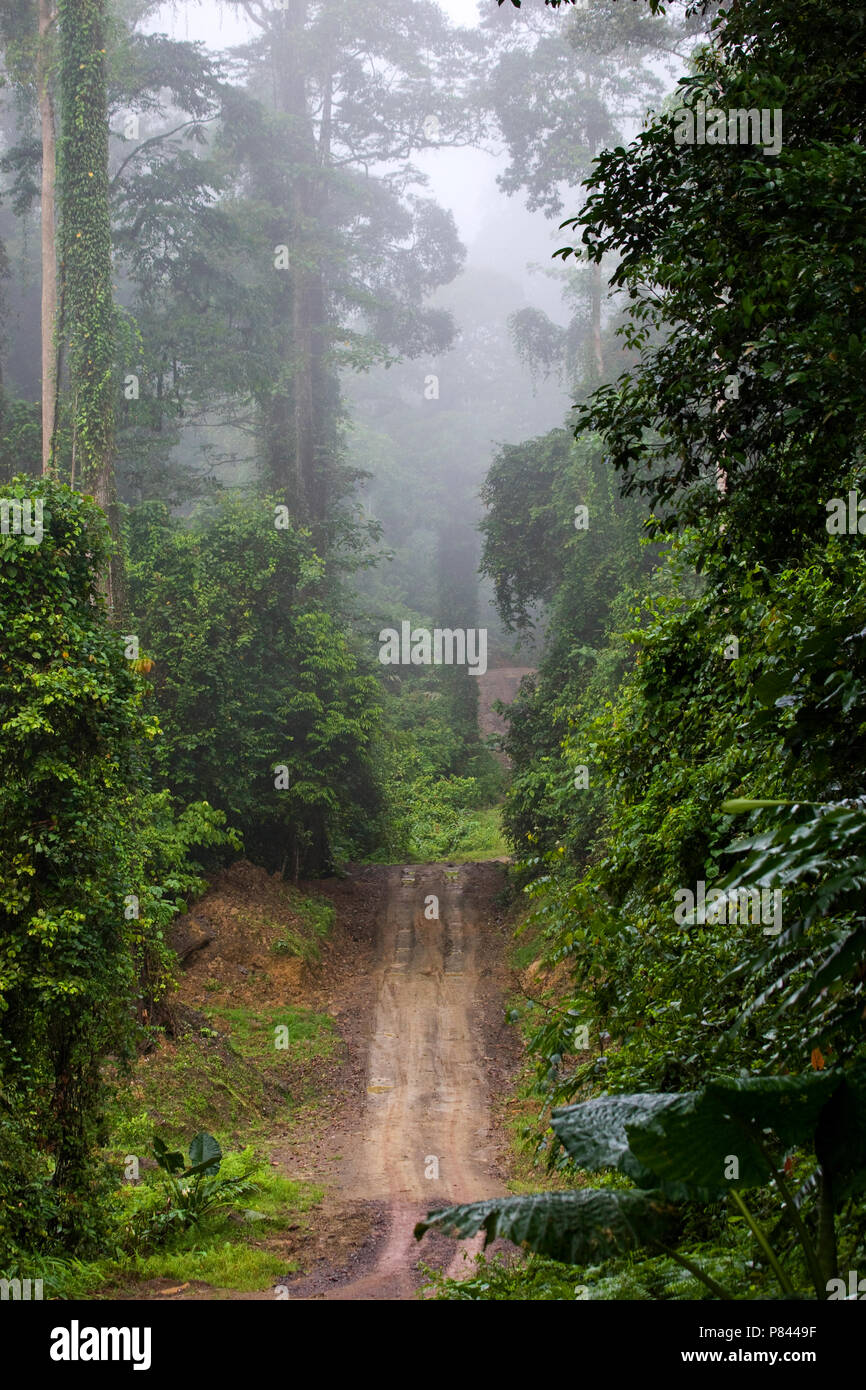 Danum Valley Borneo Foto Stock