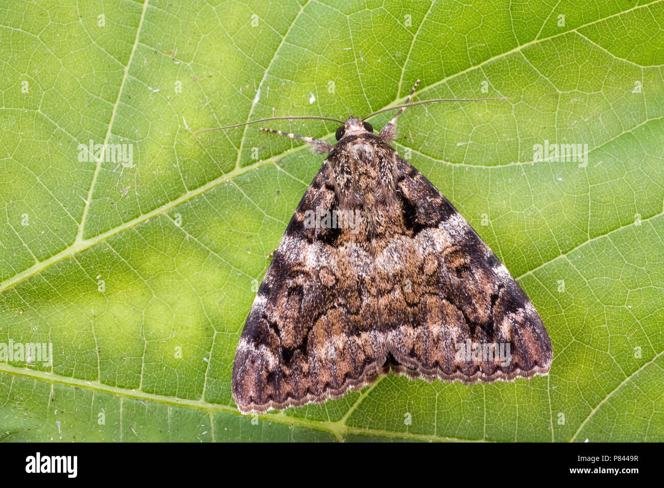 Karmozijnrood Weeskind, scuro Crimson Underwing Foto Stock