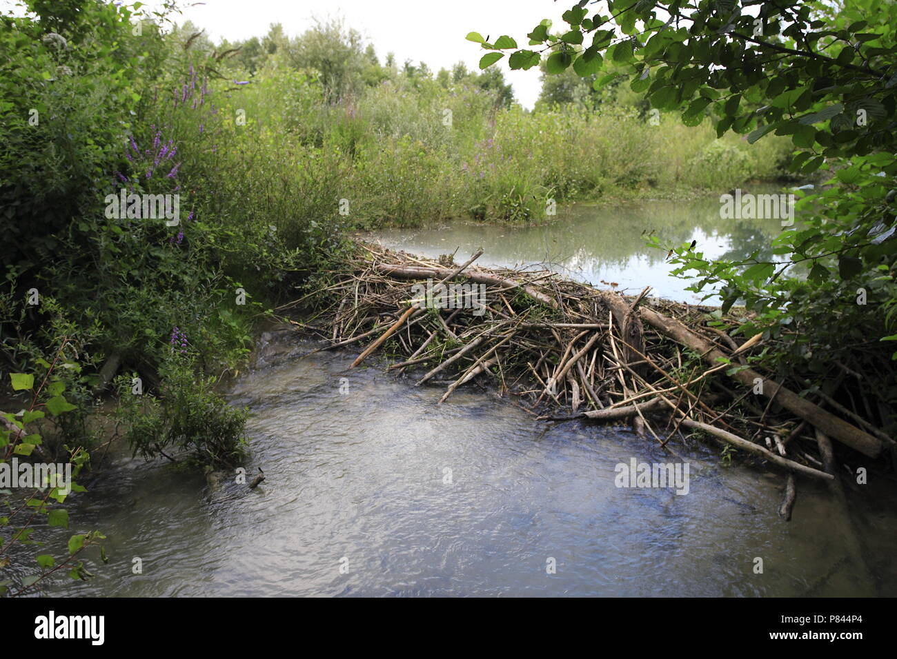 Beaver Dam Francia, Bever Frankrijk dam Foto Stock