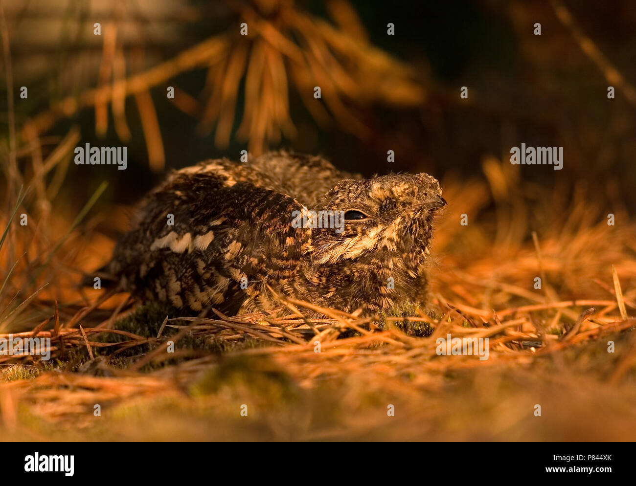 Jonge nachtzwaluw op nido; i giovani europei nightjar sul nido Foto Stock