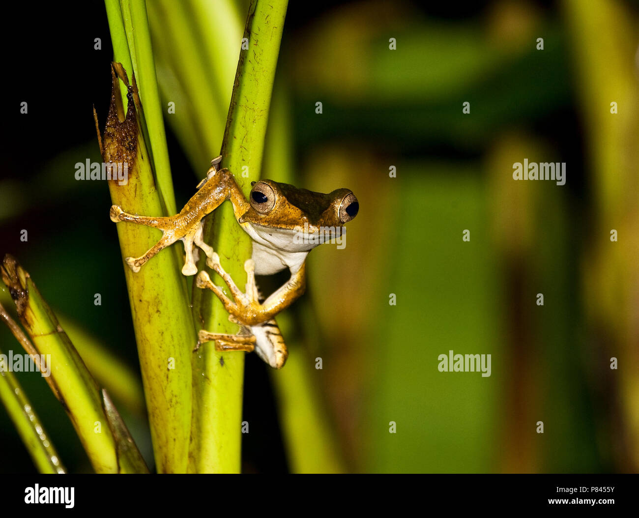 Vijloor Boomkikker zittend; File-eared Raganella appollaiato Foto Stock