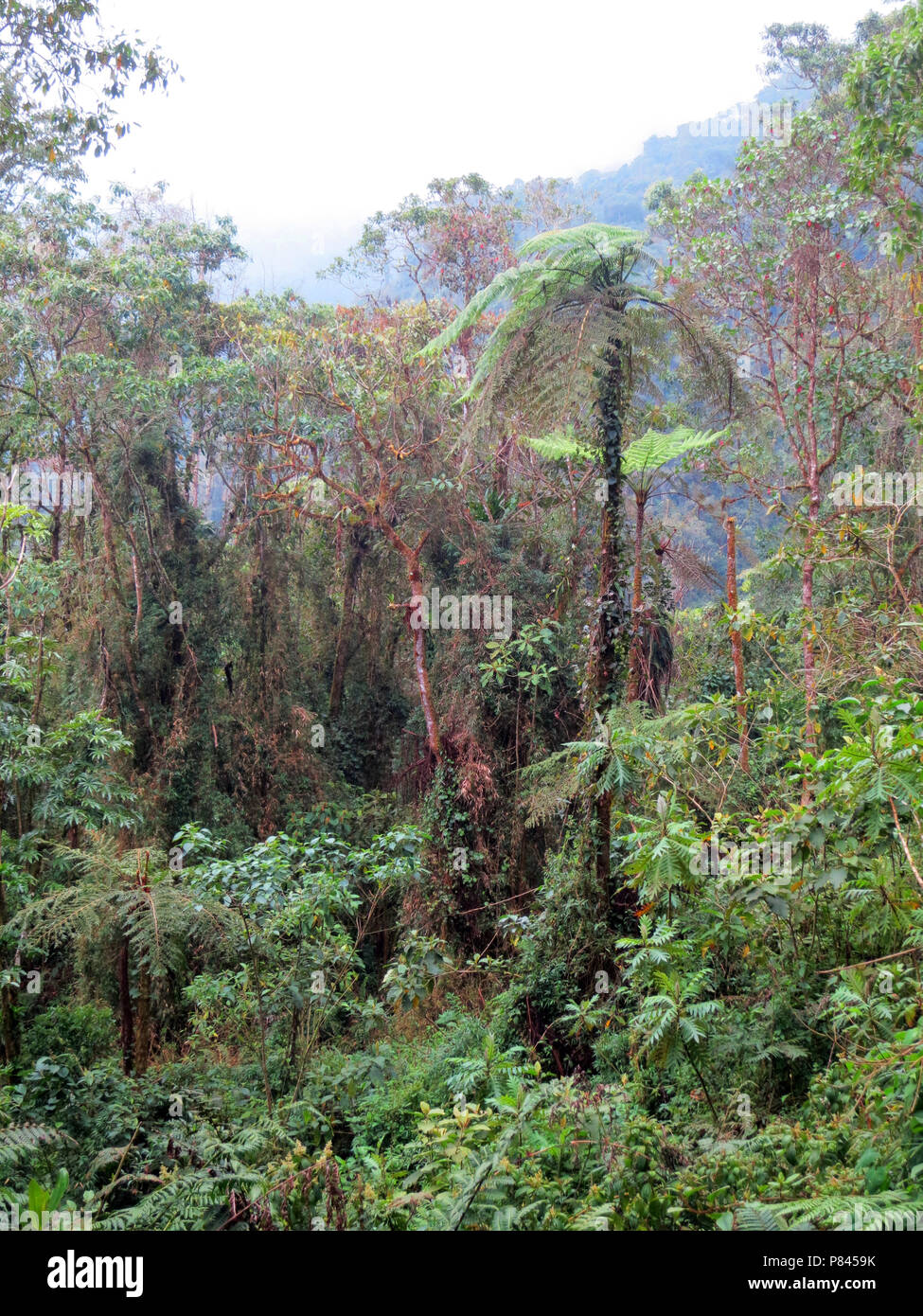 Forest Rio Blanco, Colombia Foto Stock