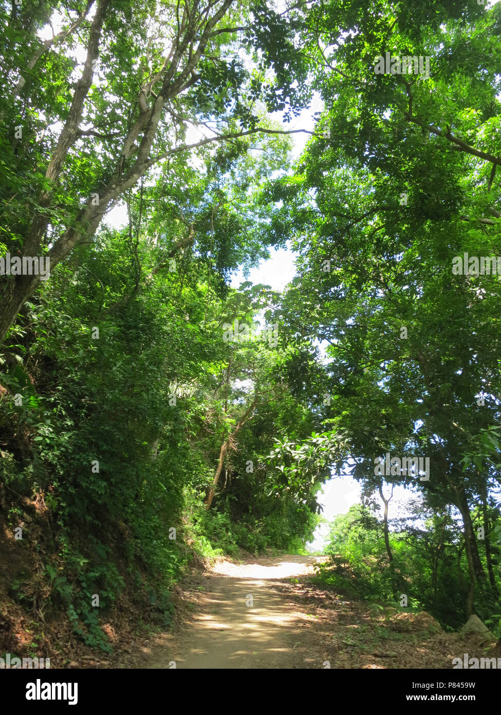 Tropisch bos Minca, Santa Marta, Colombia; la foresta tropicale a Minca, Santa Marta, Colombia Foto Stock