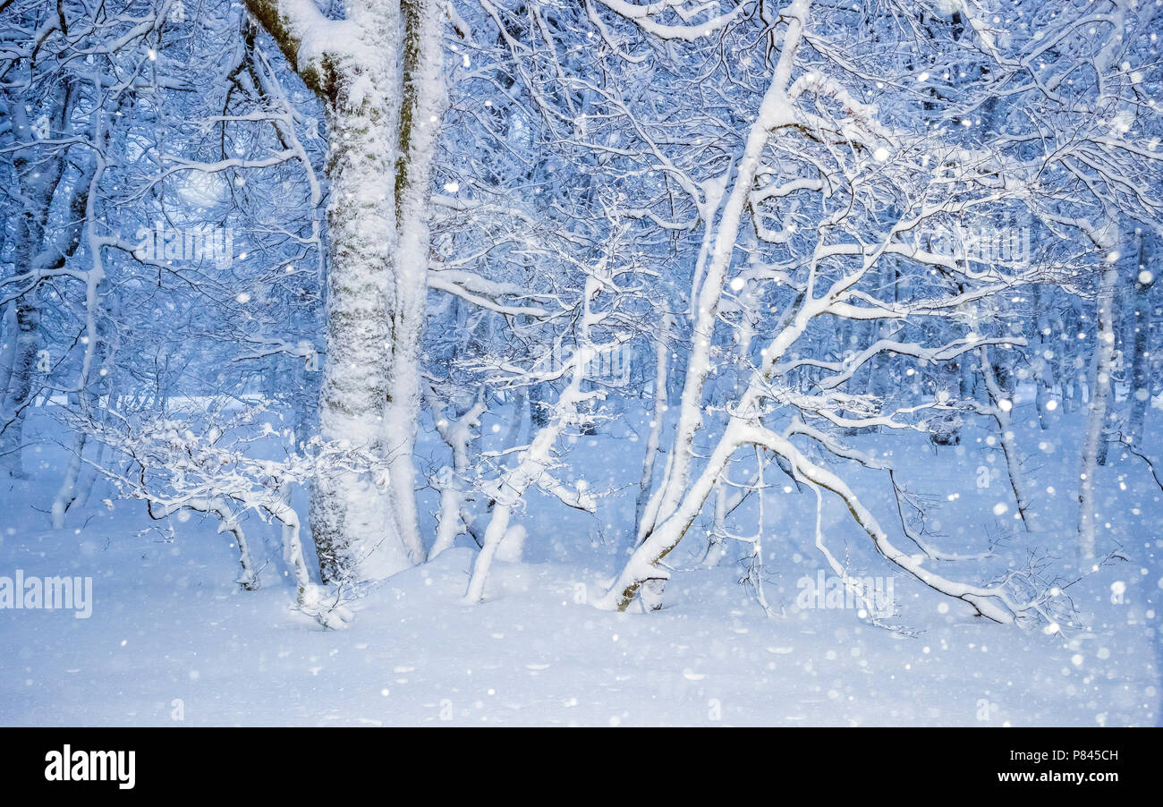 Fata d'inverno terra nei Vosgi francesi Foto Stock