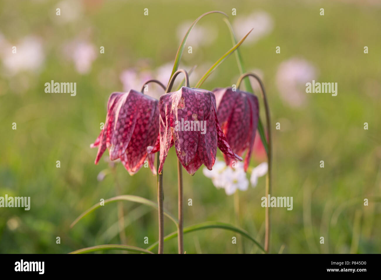 In Kievitsbloemen de uiterwaarden, Snake Head Fritillary nel fiume forelands Foto Stock