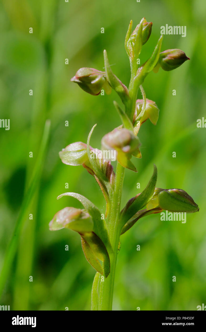 Immagine della natura Foto Stock