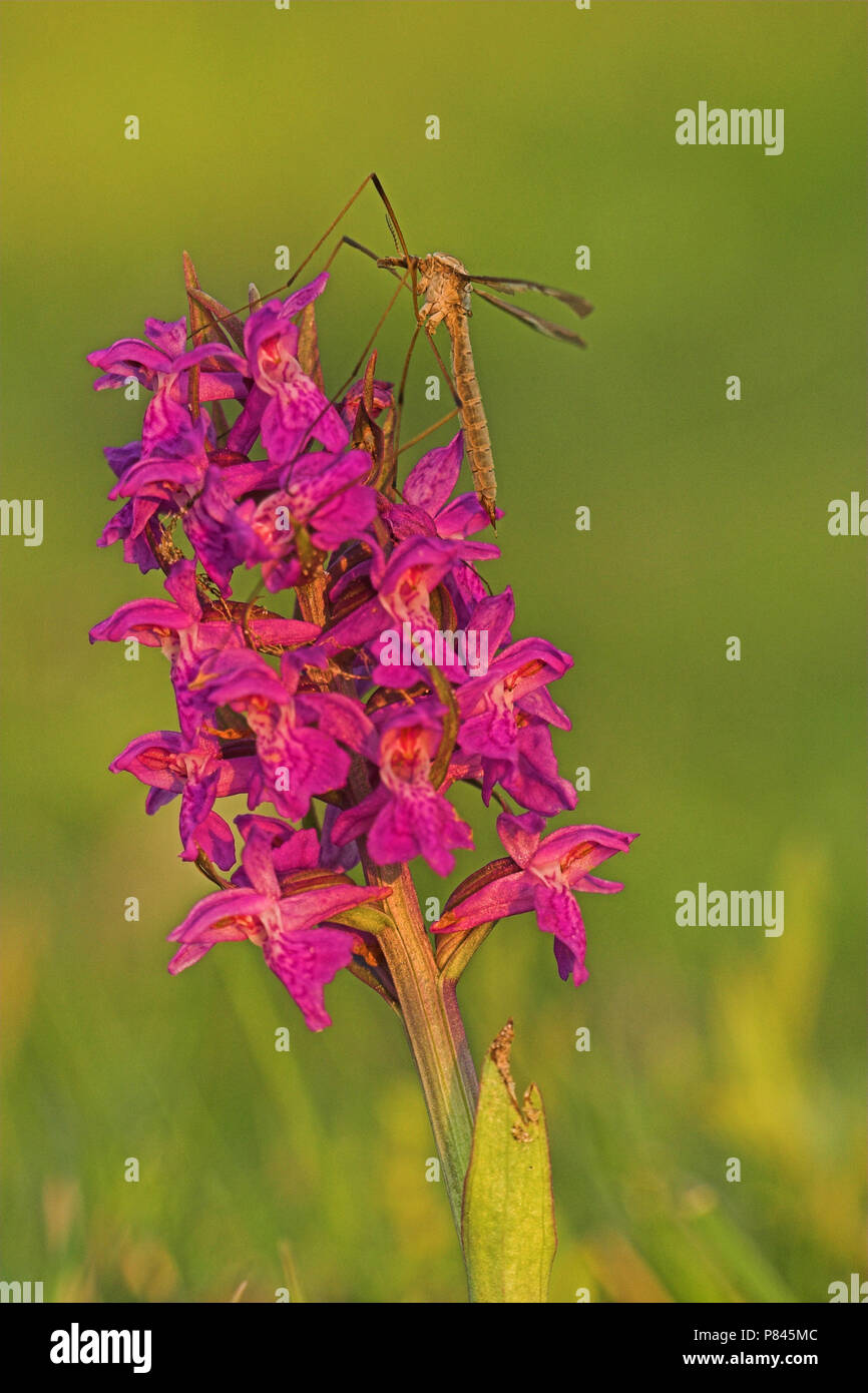 Gevlekte Rietorchis incontrato langpootmug; Western Marsh Orchid con gru fly Foto Stock