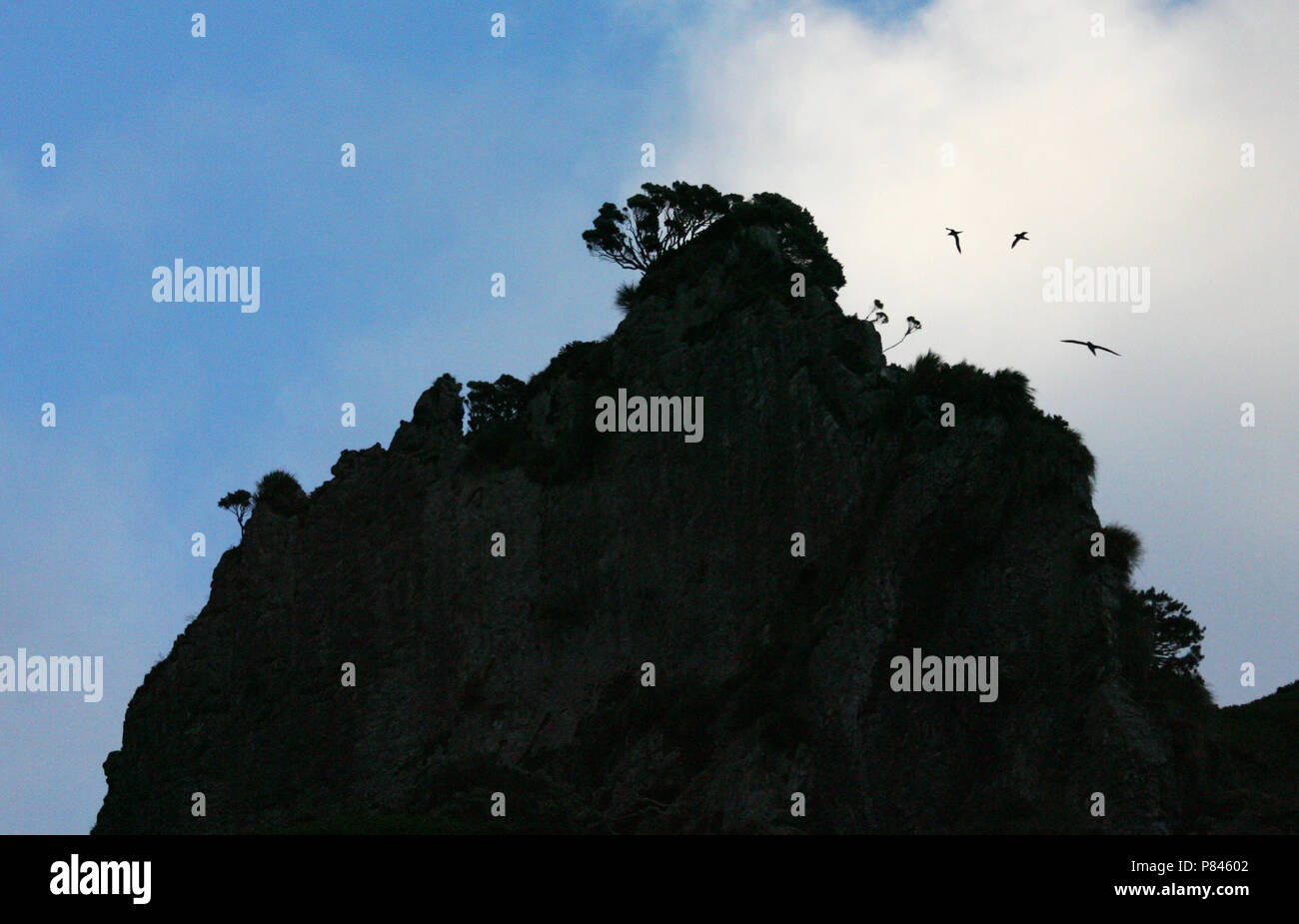 Gough Island, Tristan Archipel Foto Stock