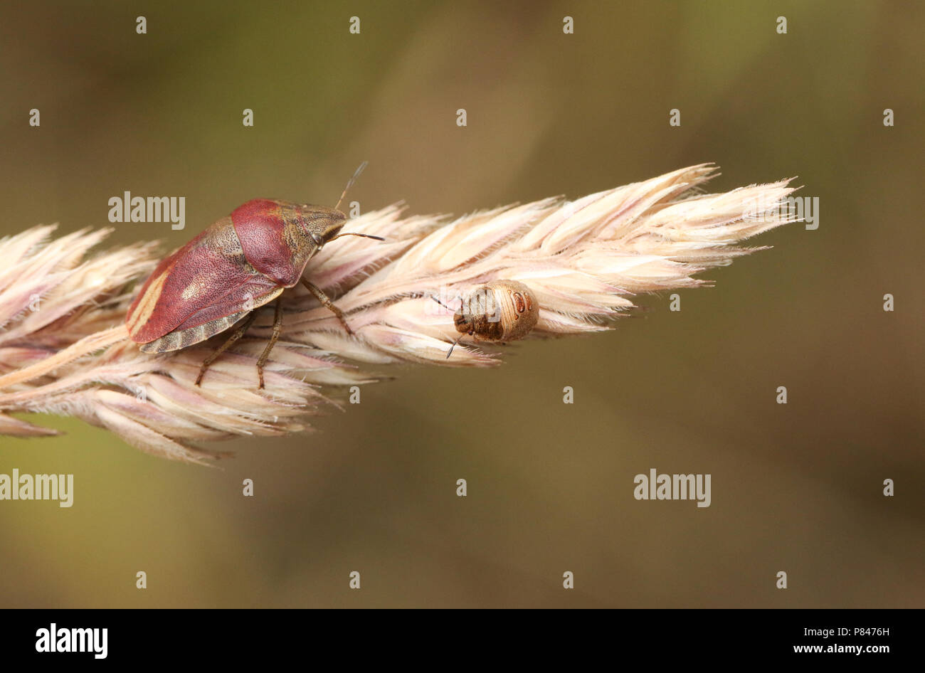 Un grazioso Shieldbug tartaruga (Eurygaster "testudinaria) appollaiate su un seme di erba di testa in corrispondenza del bordo del bosco. Foto Stock