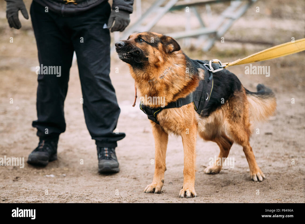 Barking arrabbiato pastore tedesco cane sulla formazione. Alsaziano Cane Lupo Foto Stock