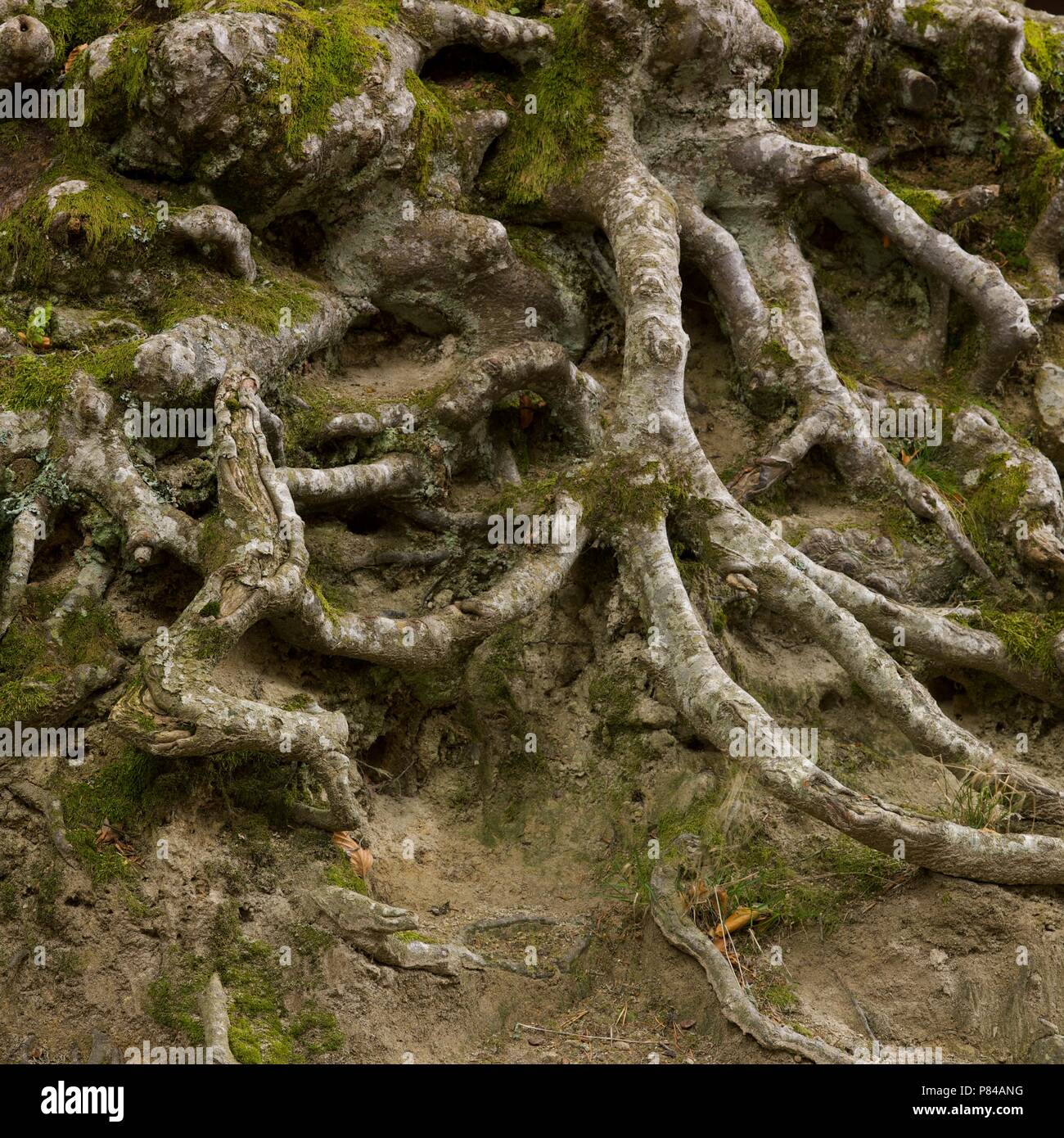 Radici di albero, Auvergne, Francia Foto Stock