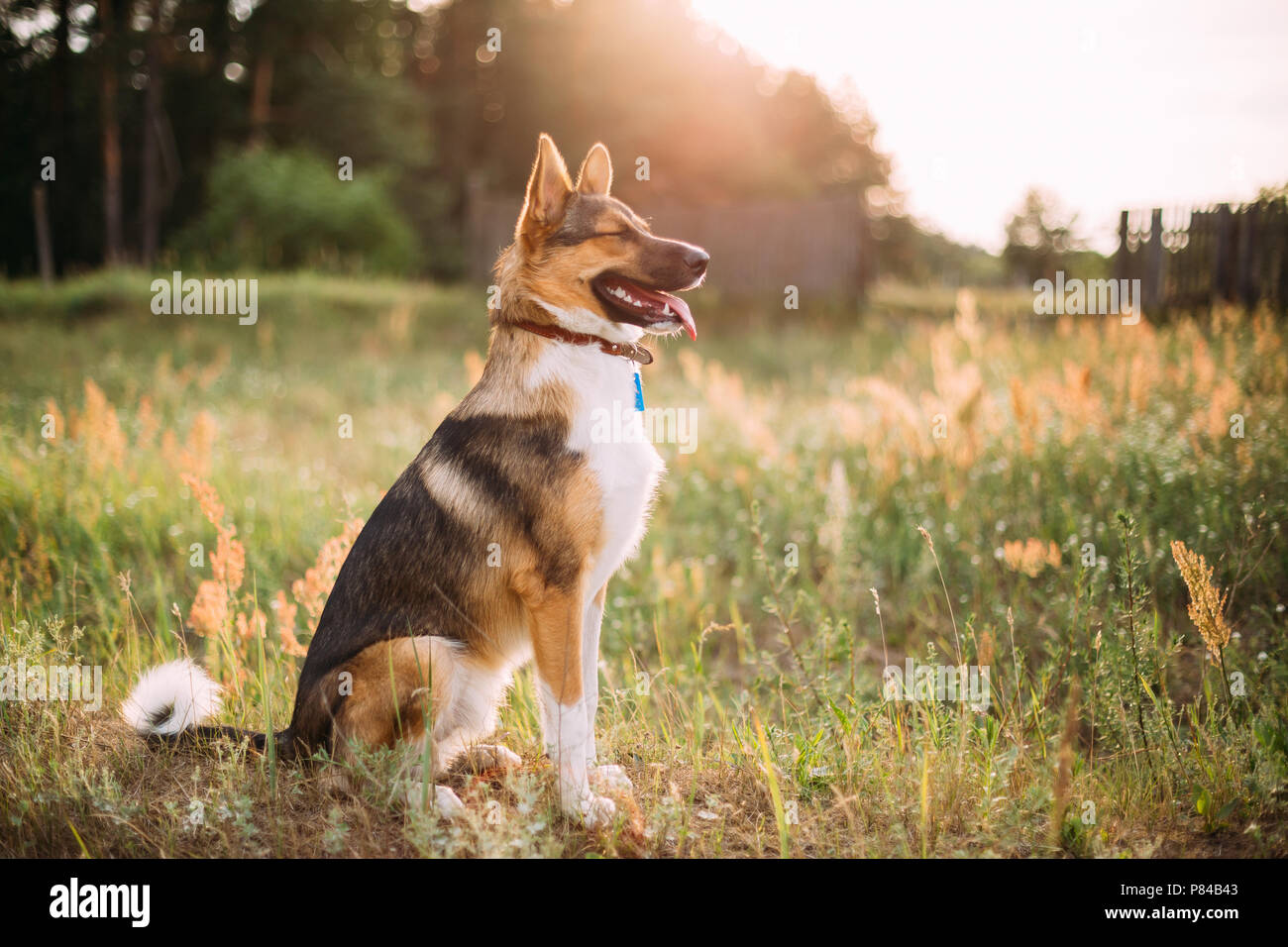 Divertente di Razza Dog sitter in erba verde al tramonto del tempo. Ritratto di cane in serata sole estivo Foto Stock