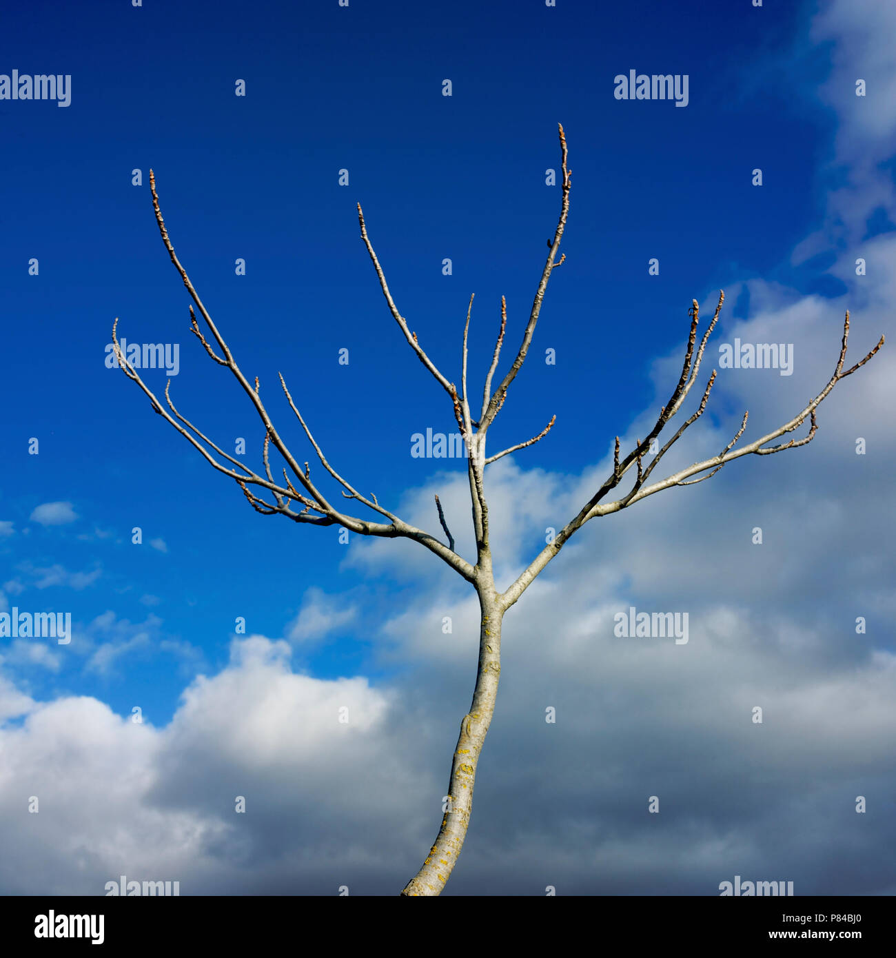 Albero con boccioli sotto il cielo blu con nuvole Foto Stock