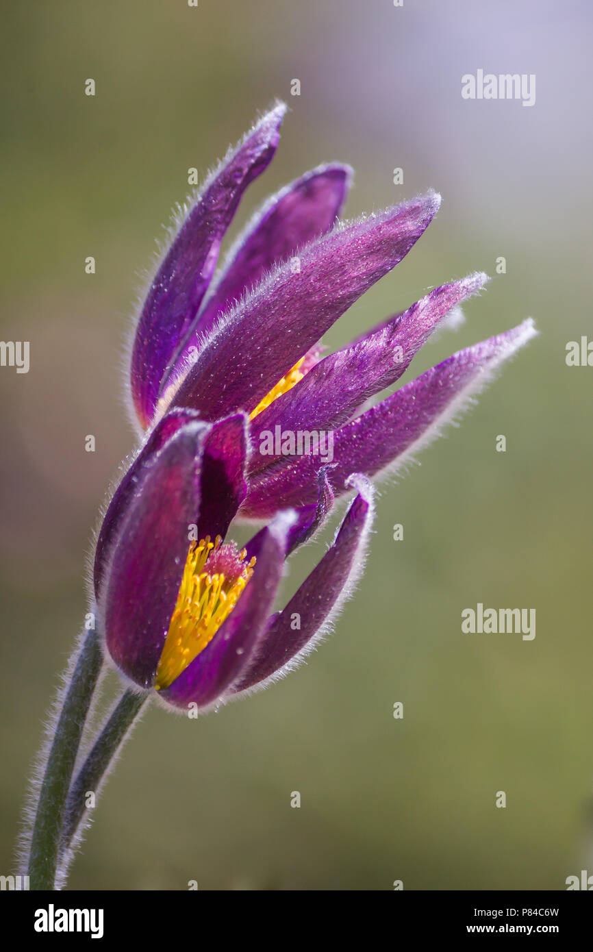 Pulsatilla Fiore, stordimento petali viola, stretto Foto Stock