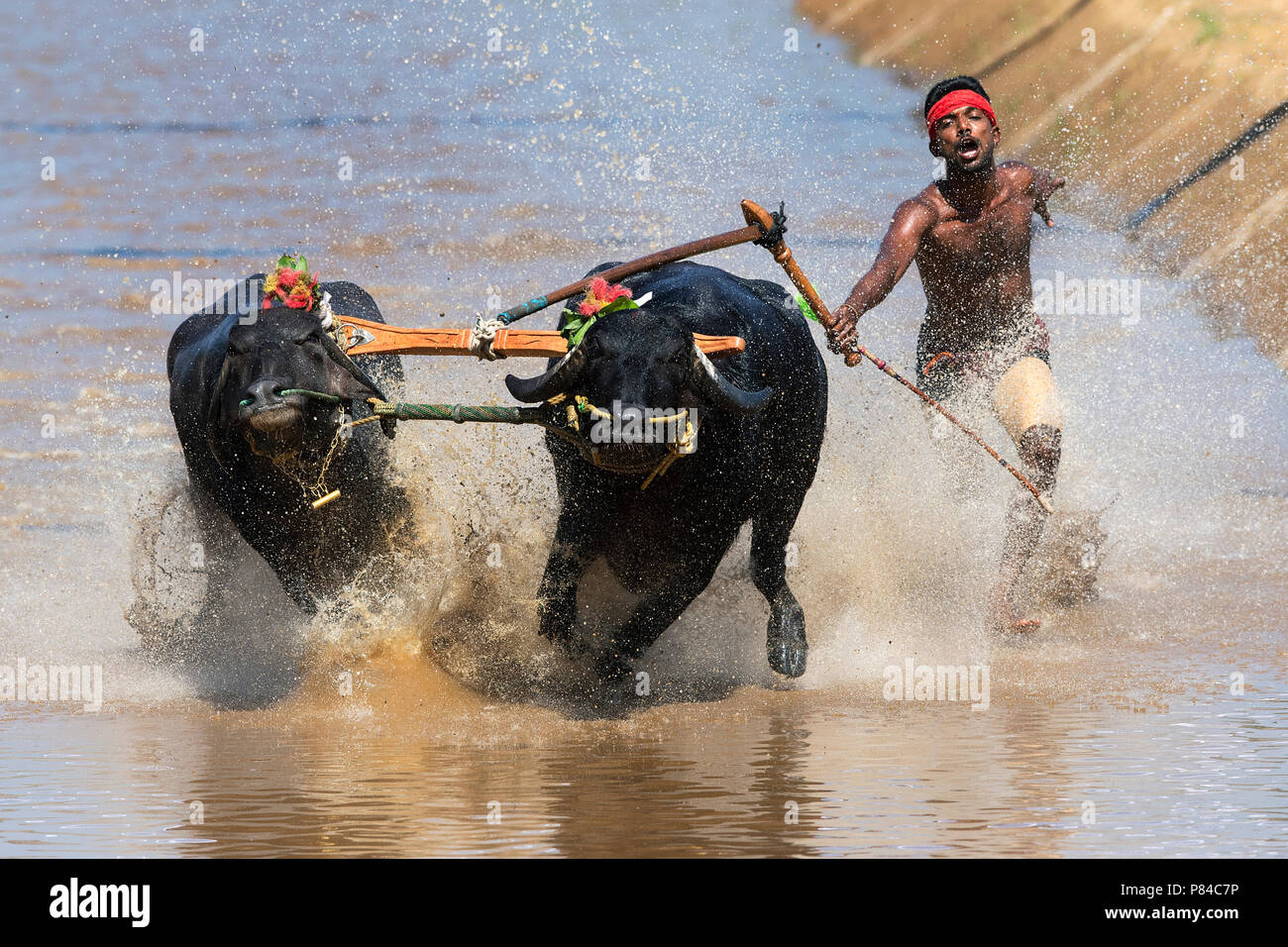 L'immagine del festival Kambala buffalo gara di Mangalore, India Foto Stock