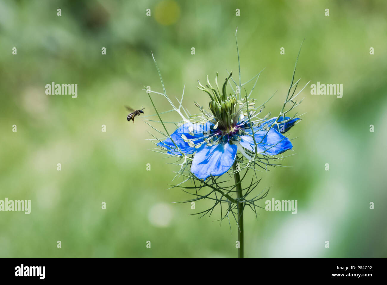 Nigella damascena, blu o verde, sfondo estivo Foto Stock