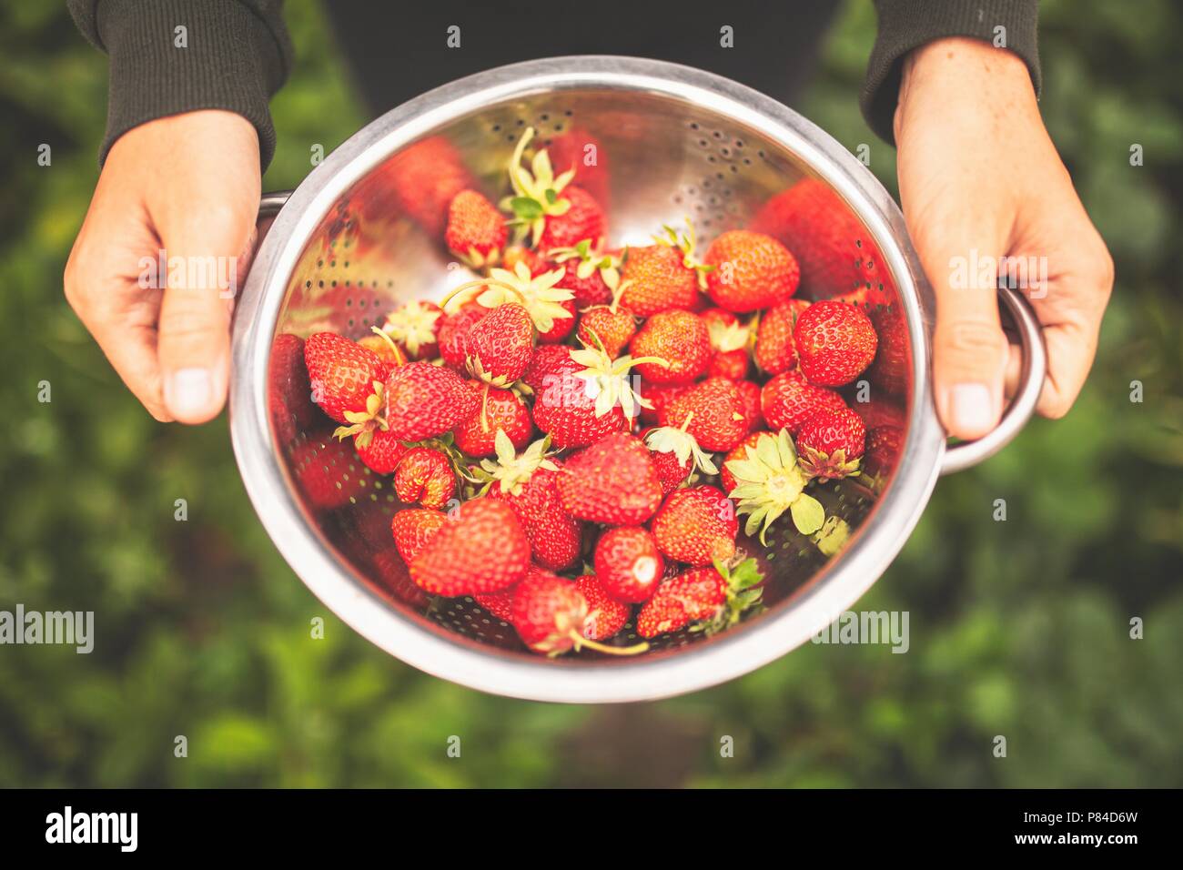 Mani femminili holding fragole appena raccolte Foto Stock