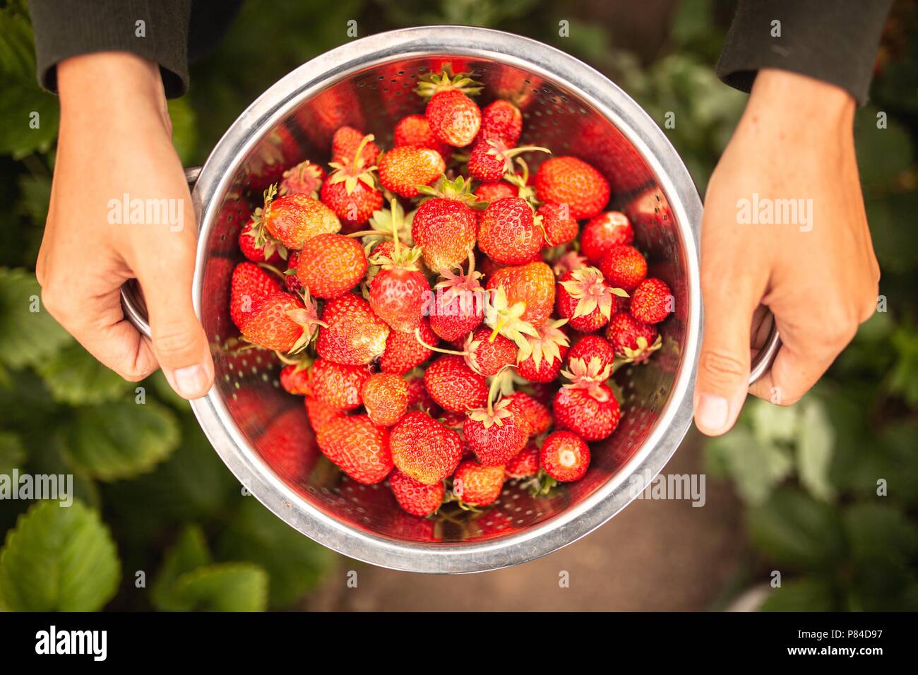 Mani femminili holding fragole appena raccolte Foto Stock
