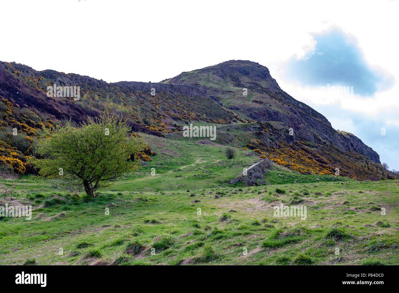 Un percorso di trekking attraverso pendii erbosi fino a Arthur' Seat, il punto più alto di Edimburgo si trova a Holyrood Park, Scotland, Regno Unito Foto Stock