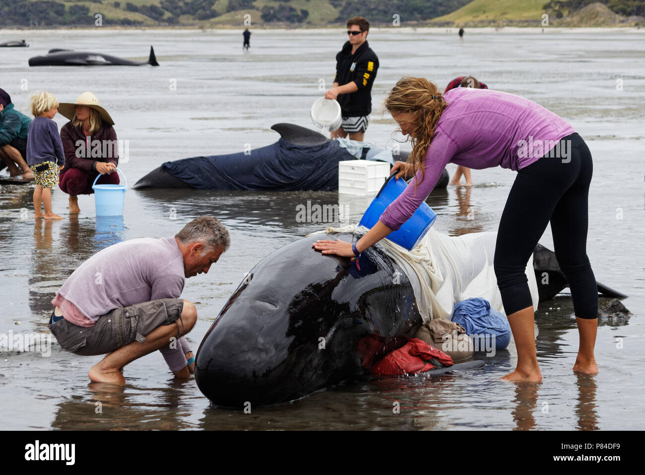 Filamento balene pilota di essere salvato da volontari, Farewell Spit, Golden Bay, Nuova Zelanda Foto Stock