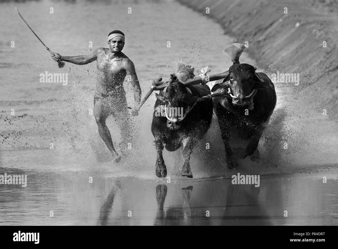 L'immagine del festival Kambala buffalo gara di Mangalore, India Foto Stock