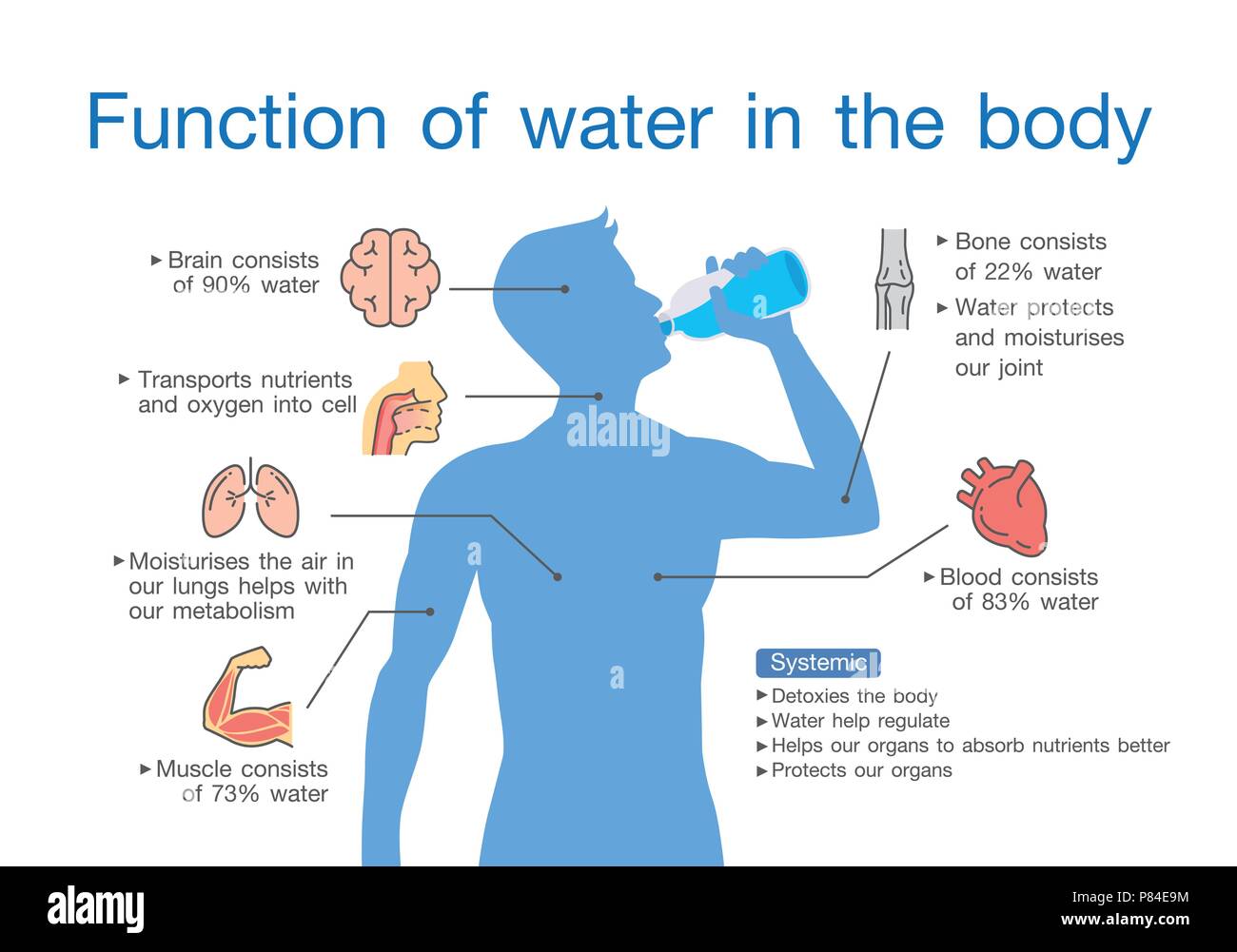 Funzione di acqua nel corpo umano. Illustrazione Vettoriale