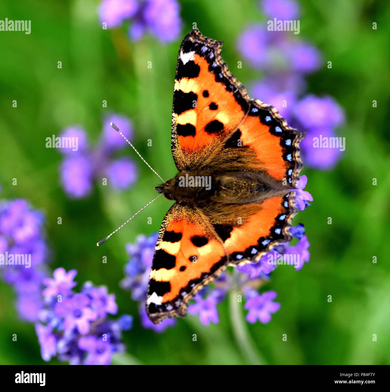Piccola Tartaruga farfalla sulla boccola di lavanda Foto Stock