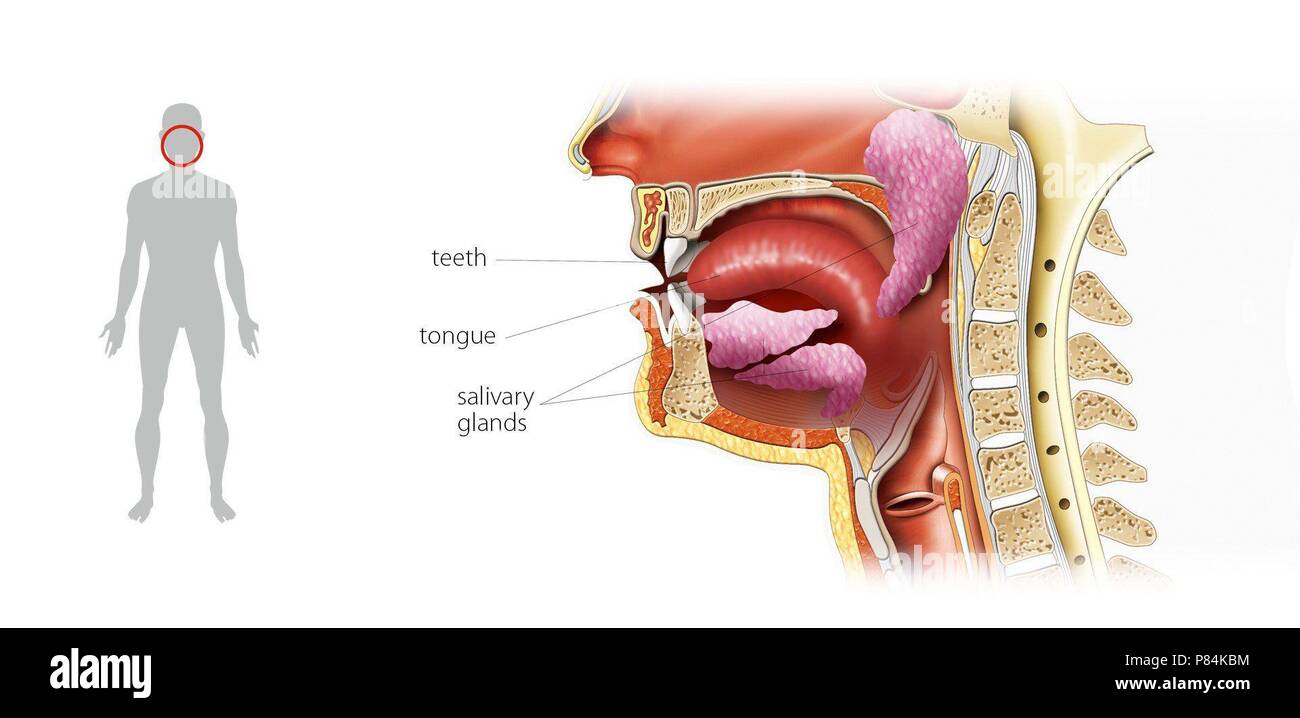 Ghiandole esocrine immagini e fotografie stock ad alta risoluzione Alamy