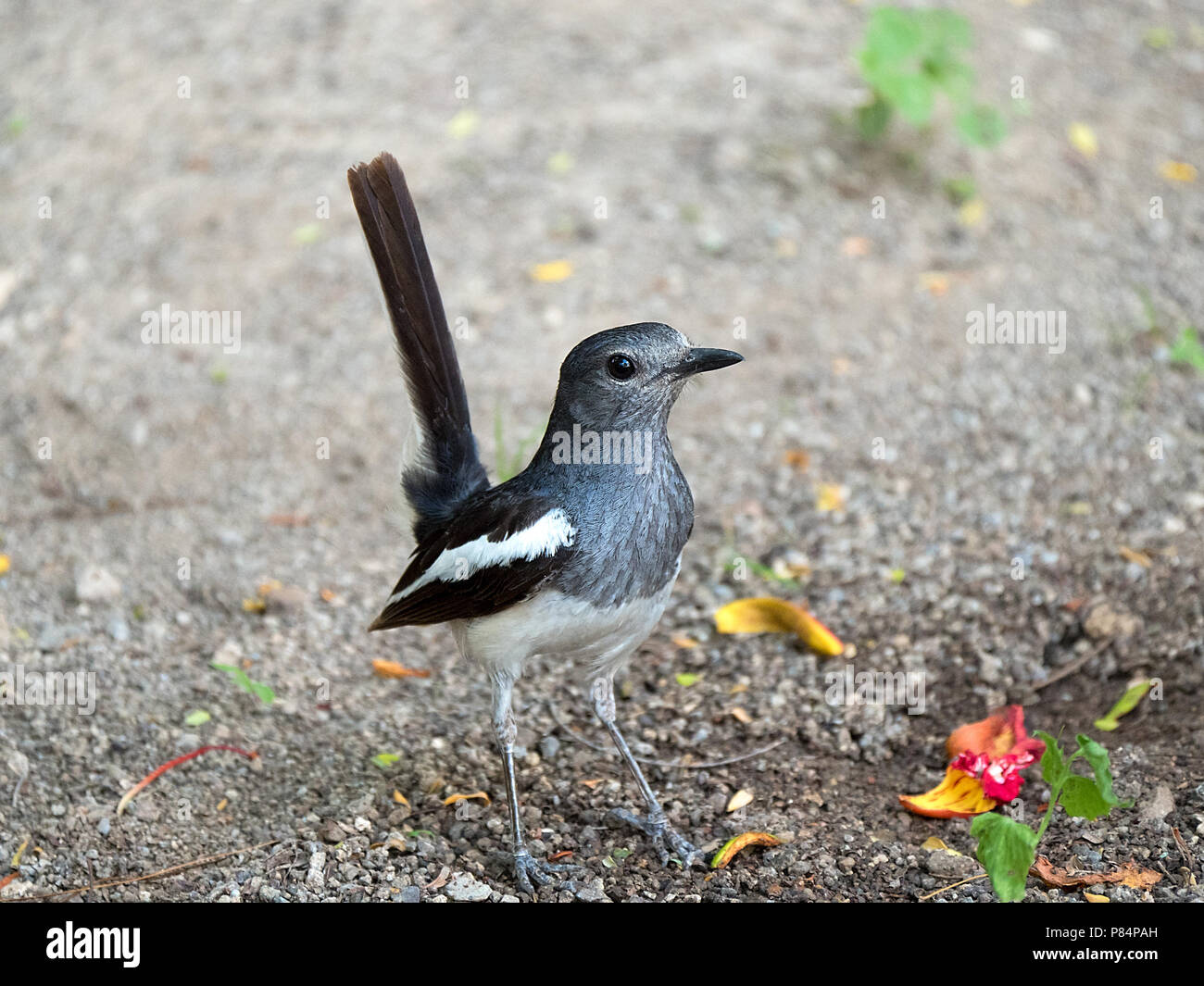 Oriental Magpie Robin approfondimento femmina con sfondo sfocato in habitat naturale in Gujarat, India Foto Stock