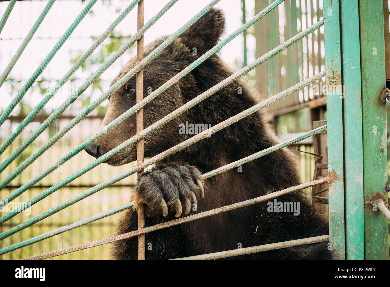 Europeo marrone eurasiatica orso russo Ursus arctos Arctos in una gabbia di Zoo. Foto Stock