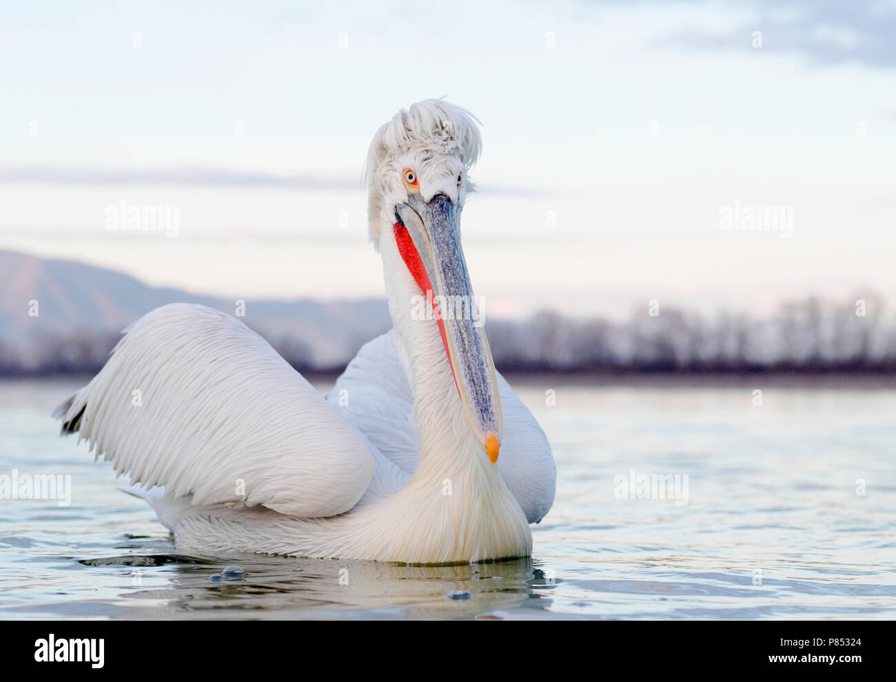 Pellicano dalmata (Pelecanus crispus) presso il lago di Kerkini, Grecia Foto Stock