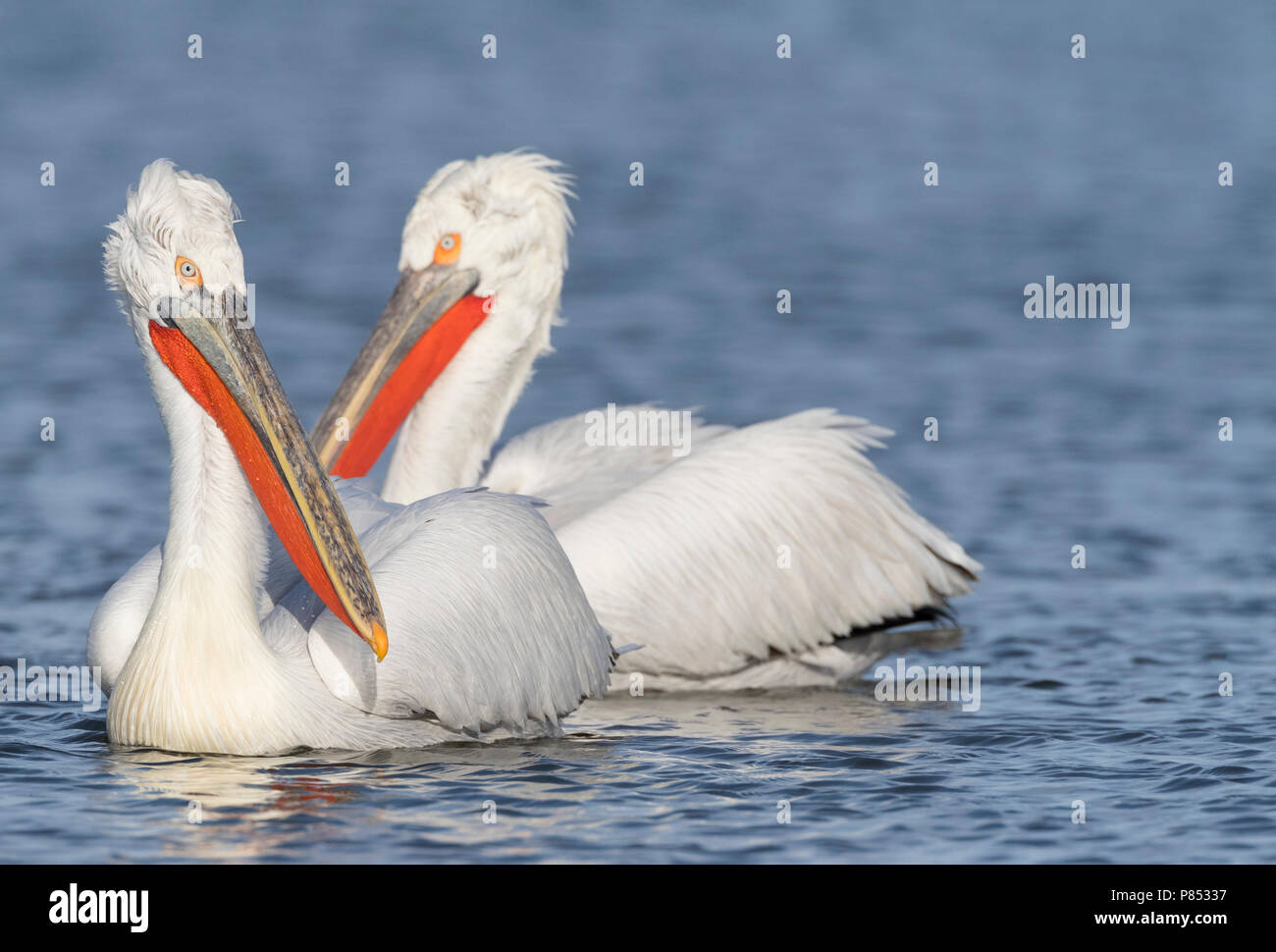 Pellicano dalmata (Pelecanus crispus) presso il lago di Kerkini, Grecia Foto Stock