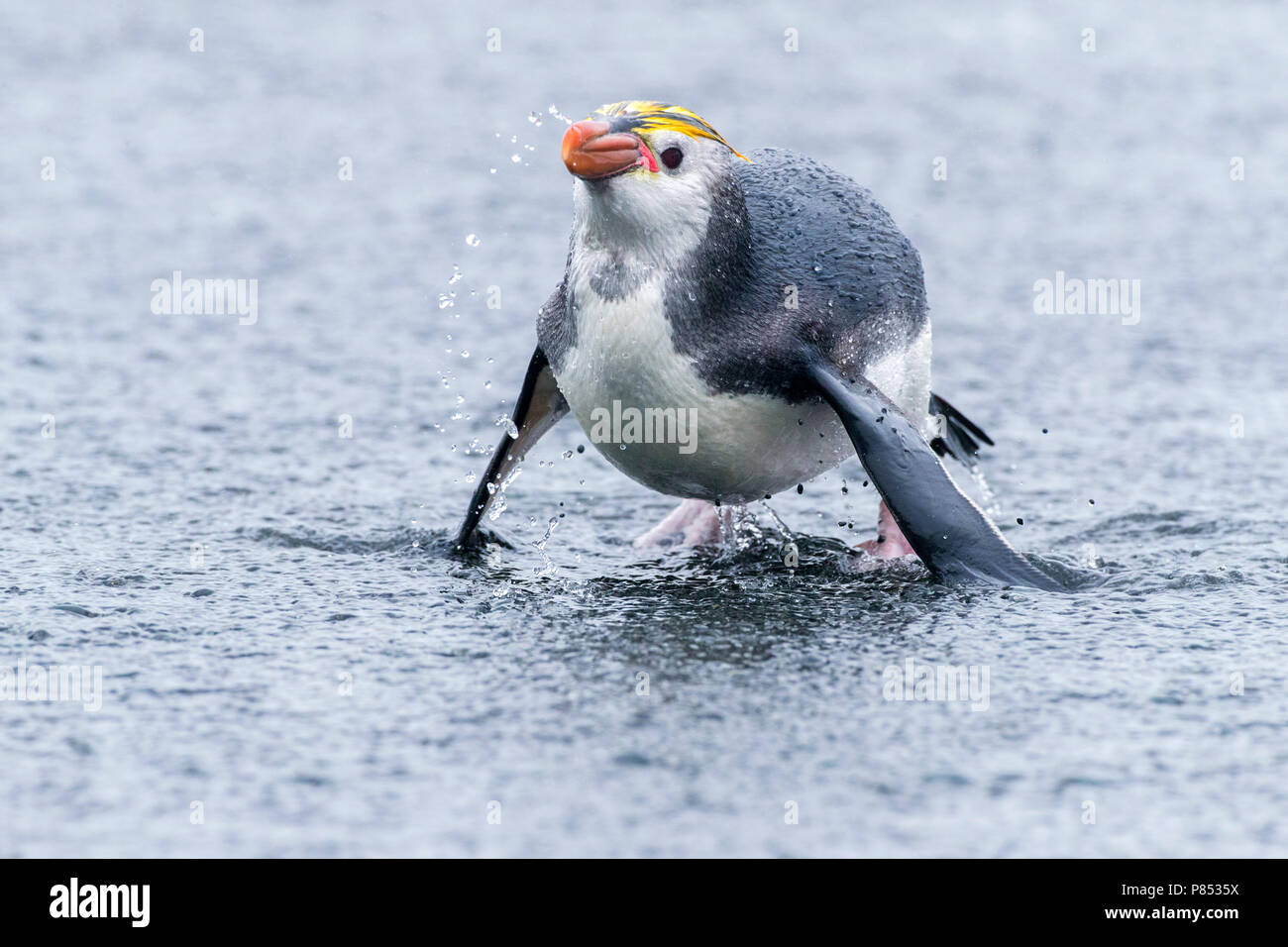 Royal Penguin (Eudyptes schlegeli) proveniente dal mare Foto Stock