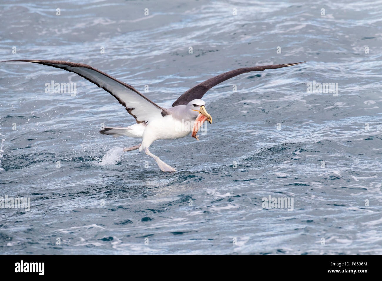 Il Salvin Albatross (Thalassarche salvini) Foto Stock