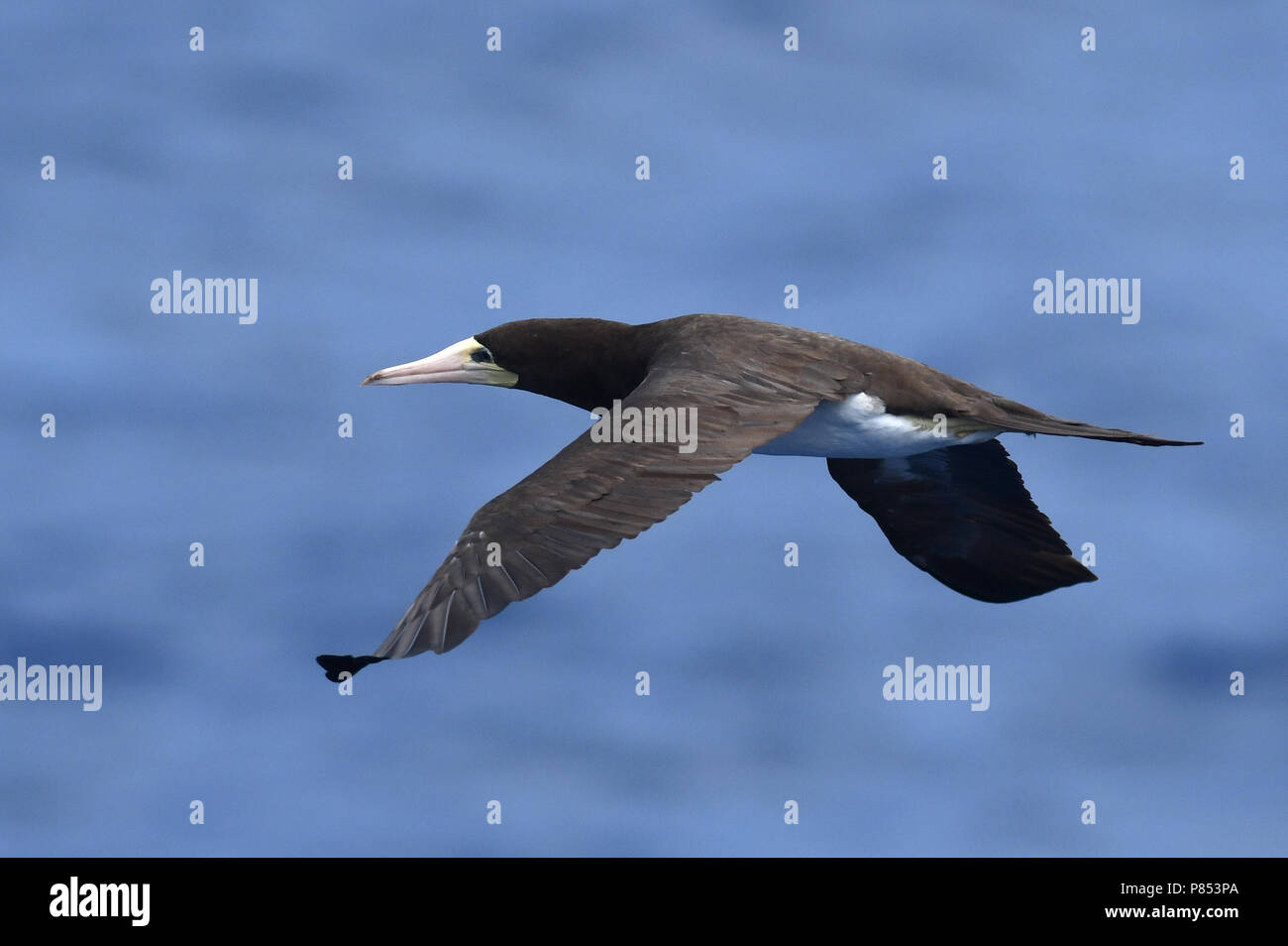 Brown Booby (Sula leucogaster) in volo sopra il mid-oceano Atlantico. Foto Stock