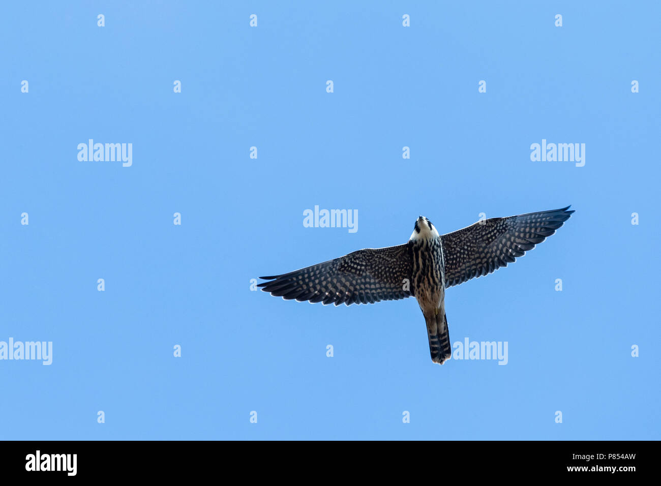 Eurasian Hobby (Falco Subbuteo®) in volo durante la migrazione di autunno in Bulgaria Foto Stock