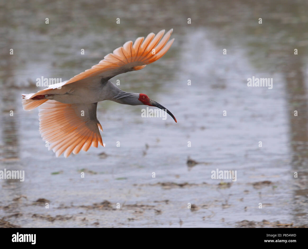 Crested ibis (Nipponia nippon) in volo a Yangxian, Shaanxi, Cina. Riscoperto nel 1981. Foto Stock