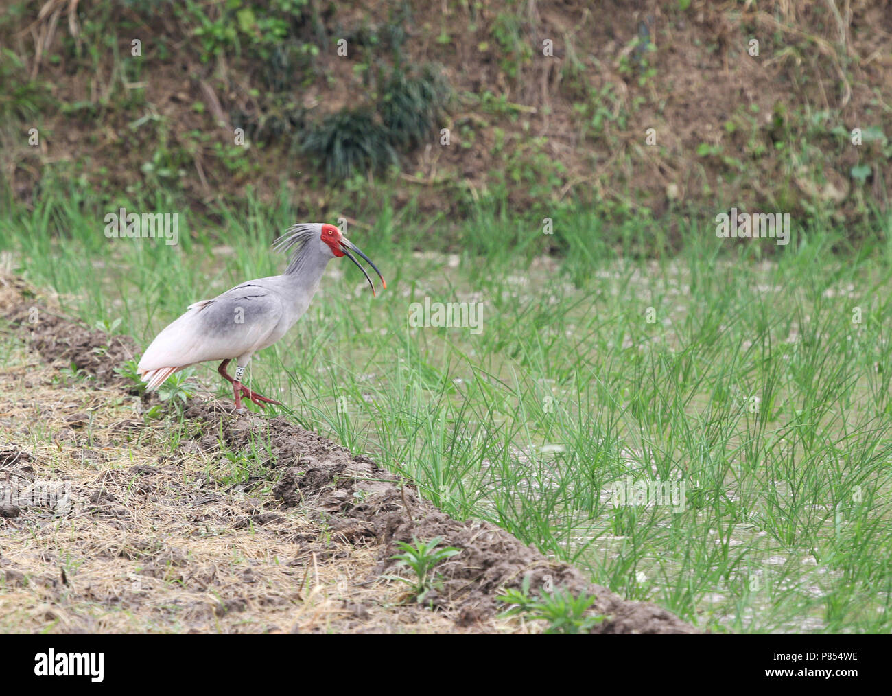 Crested ibis (Nipponia nippon) in piedi in un campo di riso a Yangxian, Shaanxi, Cina. Riscoperto nel 1981. Foto Stock